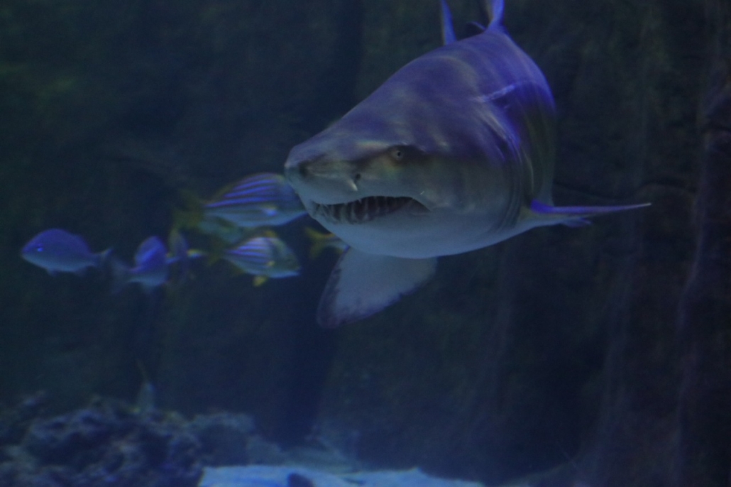 Casal adulto de tubarões da espécie Mangona chega ao Oceanic Aquarium