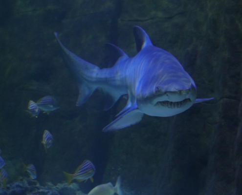 Casal adulto de tubarões da espécie Mangona chega ao Oceanic Aquarium