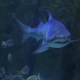 Casal adulto de tubarões da espécie Mangona chega ao Oceanic Aquarium