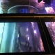 Oceanic Aquarium inaugura passarela de vidro suspensa sobre habitat dos tubarões