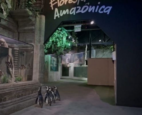 Os pinguins fugiram de novo, dessa vez do frio