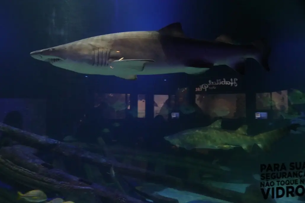 Casal adulto de tubarões da espécie Mangona chega ao Oceanic Aquarium